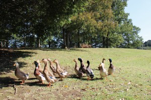 P0405_迚ケ髮・繝√ぉ繝・け繧、繝ウ1