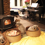 00_subストーブの前でくつろぐわんこ