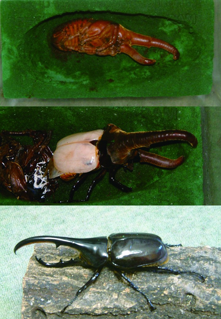 クワガタの飼育コレクション。子供のころから昆虫好き