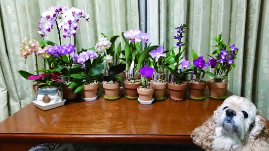 愛犬ノエル（アメリカンコッカースパニエル）と100鉢を超える洋蘭たち